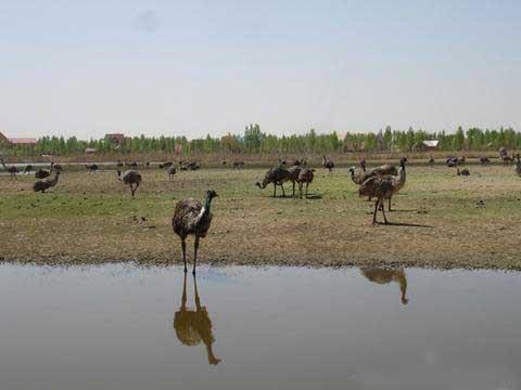 恩格贝生态旅游区