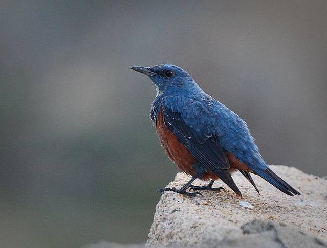 新加坡飞禽公园