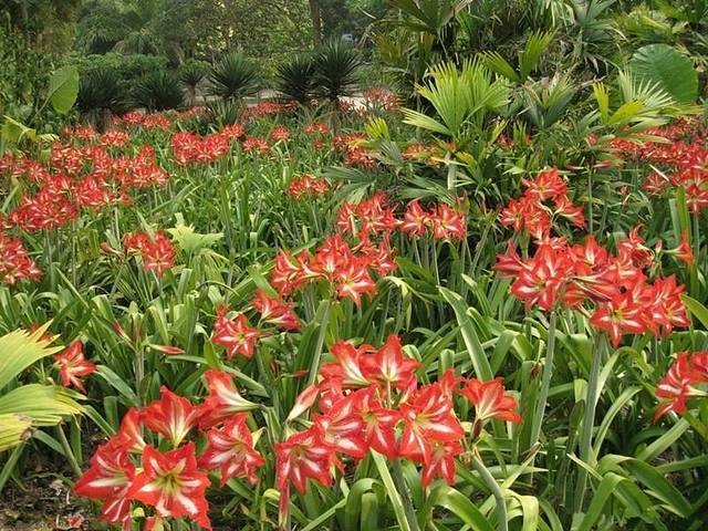 圣安东尼奥植物园