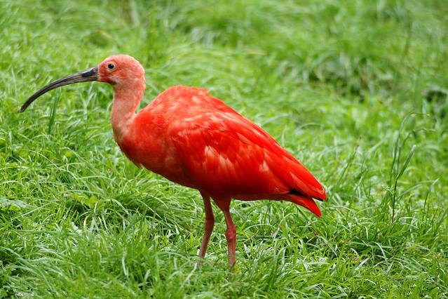 San Antonio Zoo & Aquarium