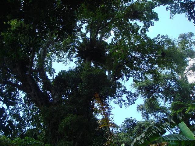 阿陀岭森林公园