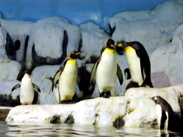 老虎滩海洋公园