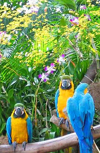 新加坡飞禽公园