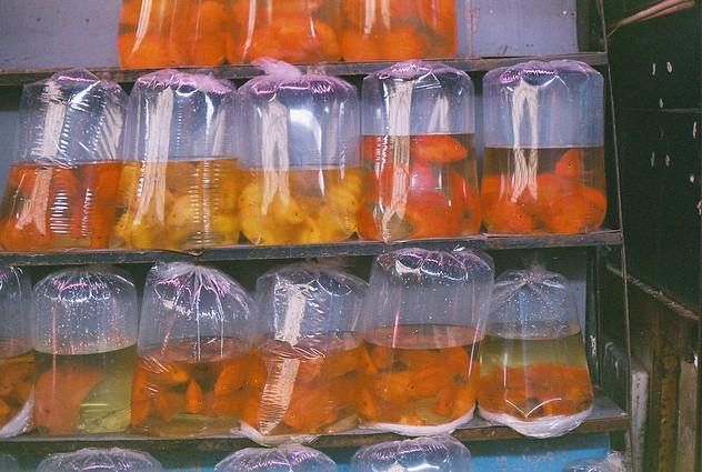 景星花鸟珠宝世界