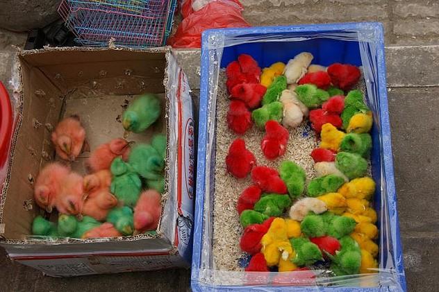 景星花鸟珠宝世界