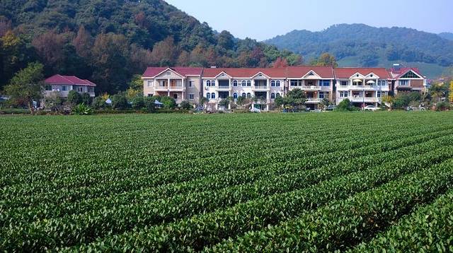 梅家坞茶文化村