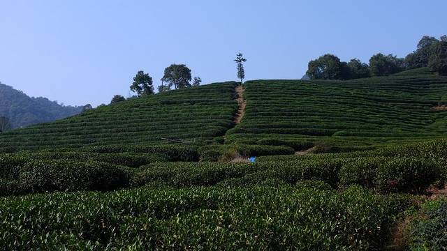 梅家坞茶文化村