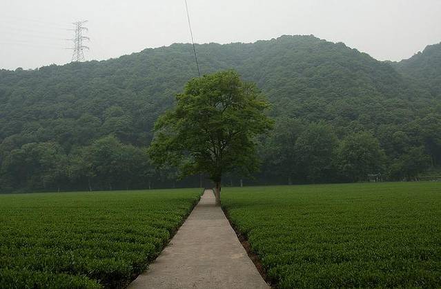 梅家坞茶文化村