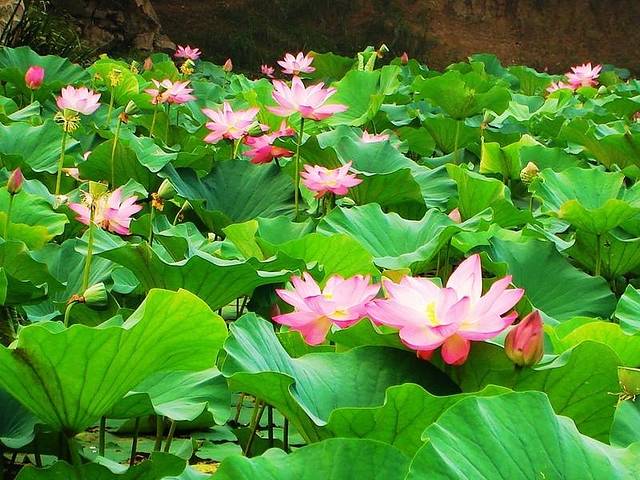 荷花山庄(香山大道店)