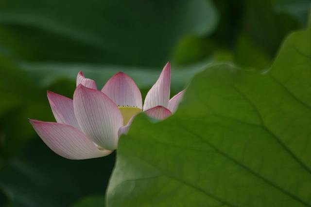 荷花山庄(香山大道店)