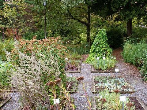 华盛顿大学草药园