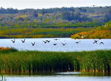 腾格里沙漠湿地