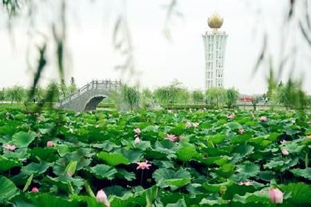 团湖荷花公园