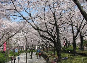 隅田公园樱花节