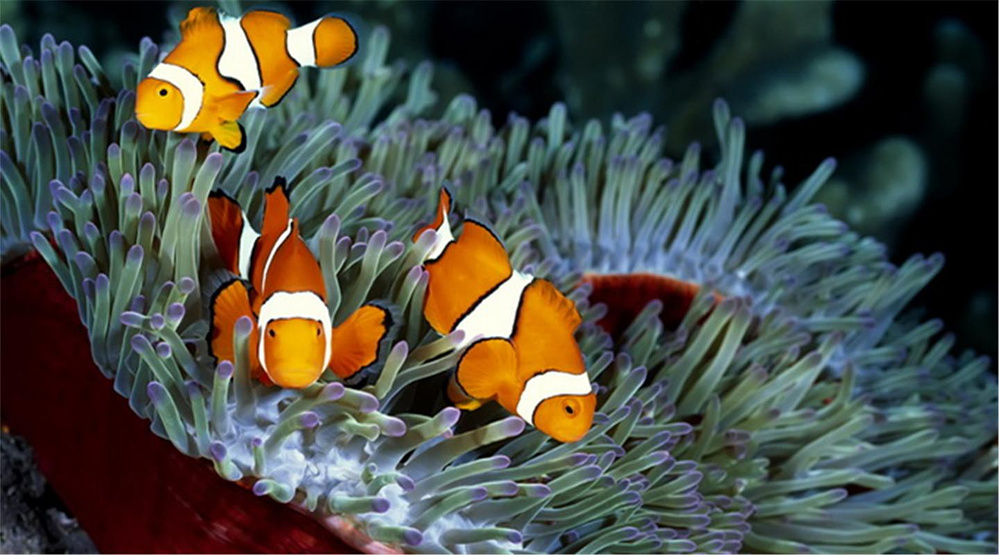 12天马来西亚沙巴跋山涉水之旅