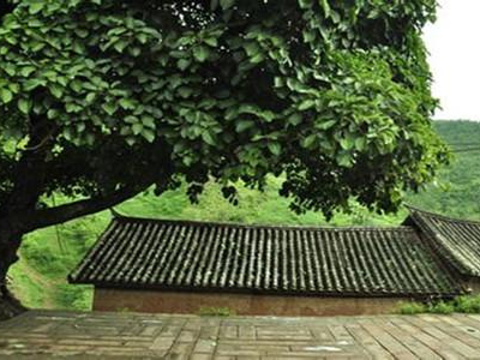 2021大青树-旅游攻略-门票-地址-问答-游记点评,云龙旅游旅游景点推荐-去哪儿攻略