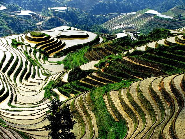 平安壮族梯田观景区