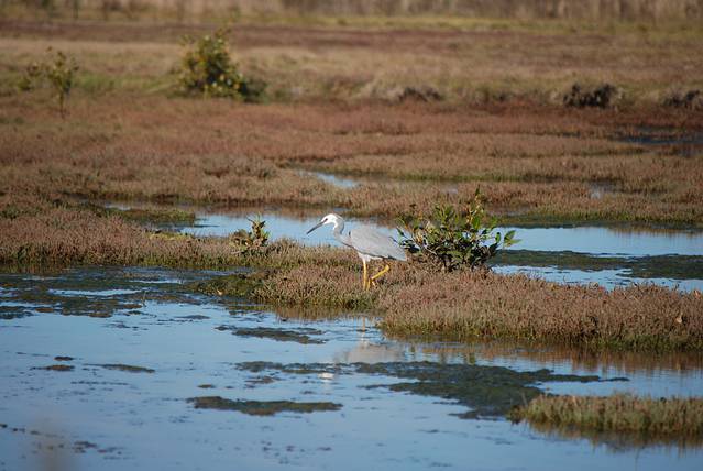 Boondall Wetlands Reserve