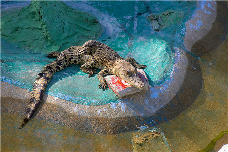 兰卡威鳄鱼公园