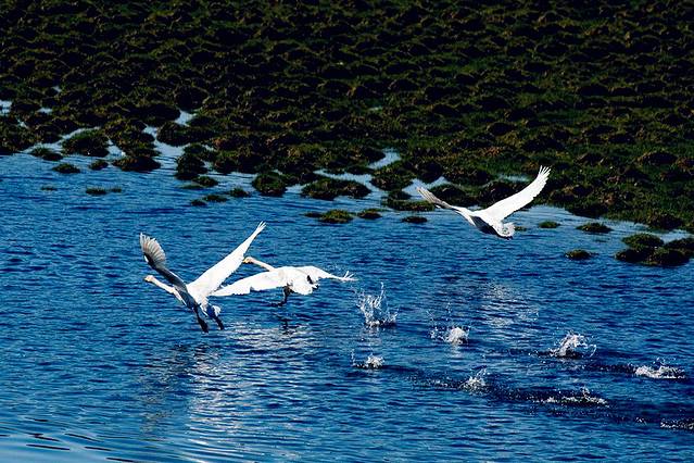 巴音布鲁克天鹅湖