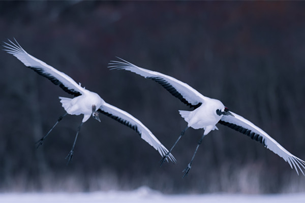 丹顶鹤观察中心