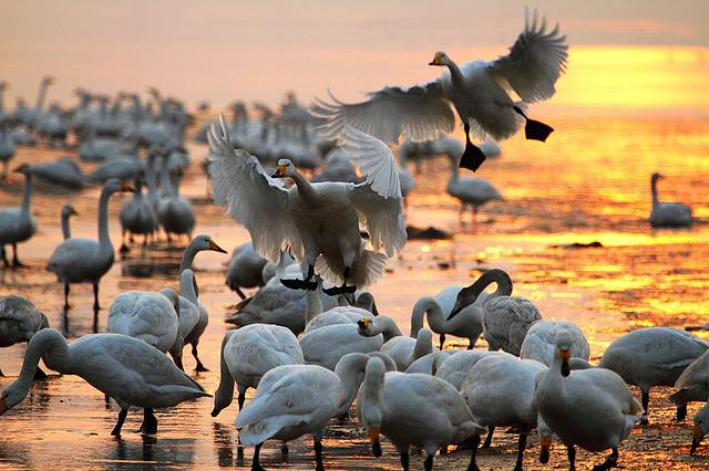 天鹅湖生态旅游区