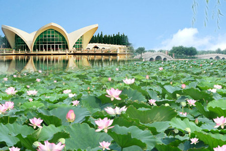 荷花奇境(三水荷花世界)