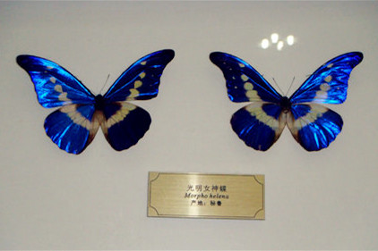 西北农林科技大学昆虫博物馆