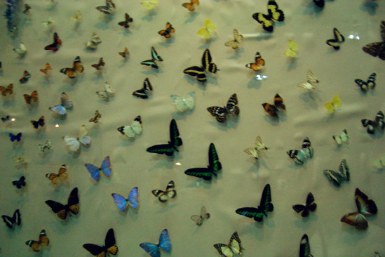 西北农林科技大学昆虫博物馆