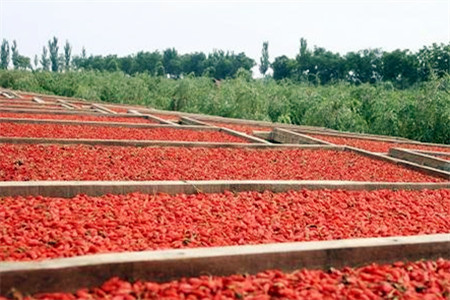 中宁万亩枸杞观光园