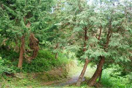 东眼山森林游乐区