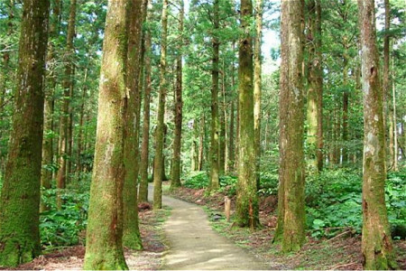 东眼山森林游乐区