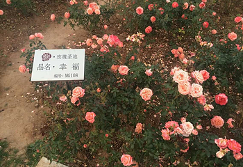玫瑰小镇生态旅游观光园第 10 张图片
