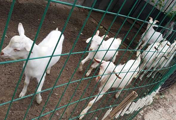 有机葡萄采摘园第 7 张图片
