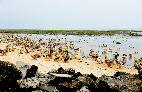北海渔家乐 北海园博园门票