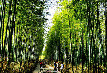 明光寺佛教文化景区第 43 张图片