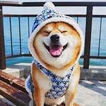 拯救小心肝的头像