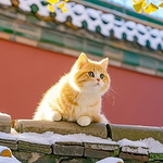清史碎碎念的头像