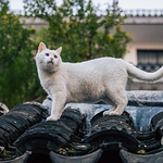 Kiki的头像