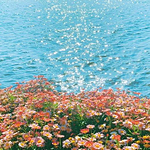 橘子海的头像