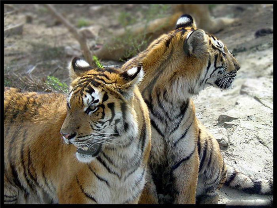 【来八达岭野生动物园一起体验极度狂野】入住北京延庆天成绿野山庄