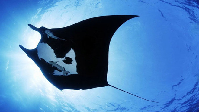 北京包机直飞,特惠马尔代夫奢华六星岛ja manafaru玛娜