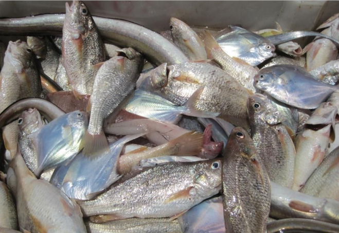 10:00 抵达巽寮湾海边,这里水清沙白,在渔民的引领下,乘船『出海捕鱼