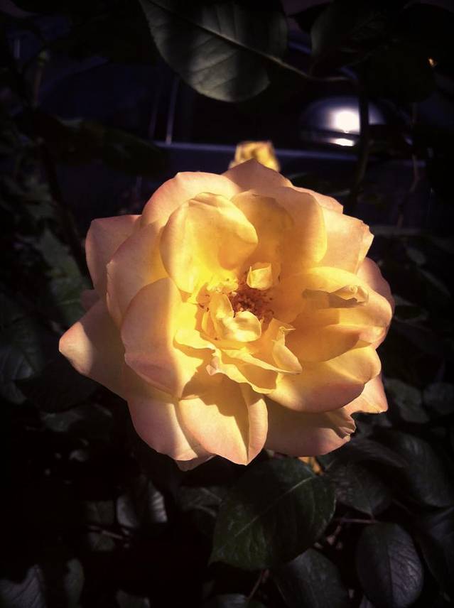 药用植物园(不对外开放)