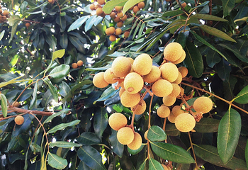 田阳布洛陀芒果风情园第 2 张图片