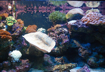 亚龙湾海底世界第 20 张图片