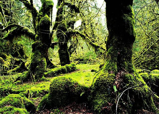 武陵山国家森林公园