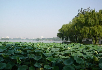 大明湖景区第 58 张图片