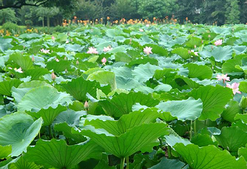 流花湖公园第 14 张图片