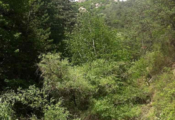 马鞍山国家森林公园景区第 3 张图片